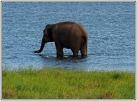 Kaudula Tank