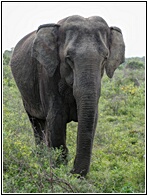 Asian Elephant