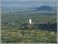 Buddha in the Jungle