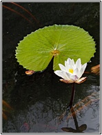 Lotus Flower