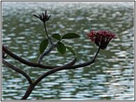 Frangipani Flower