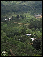 Nuwara Eliya Landscape