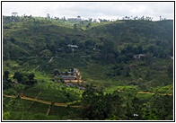 Tea Plantations