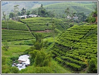 Train to Nuwara Eliya