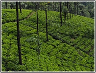 Tea Plantation