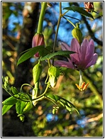 Curuba Flower