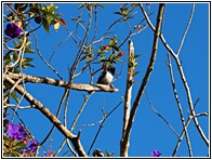 Oriental Magpie Robin