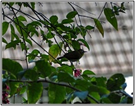 Sri Lanka White Eye