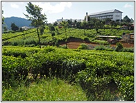 Pedro Tea Estate