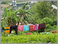 Drying Clothes