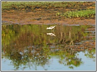 Sandpiper