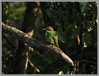 Green Bee Eater