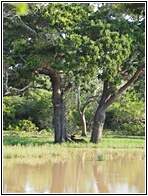 Sambur Deer