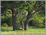 Sambur Deer