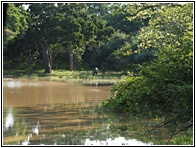 Sambur Deer