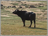 Wild Water Buffalo