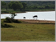 Yala National Park