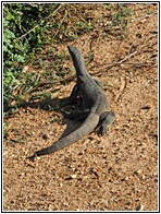 Monitor Lizard