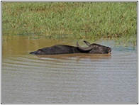 Water Buffalo