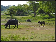 Wild Water Buffalos