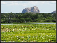 Yala National Park