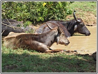 Water Buffalo