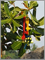 Offerings