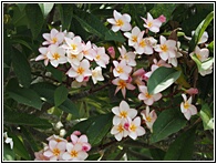 Frangipani Flowers