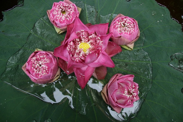 Lotus Flowers