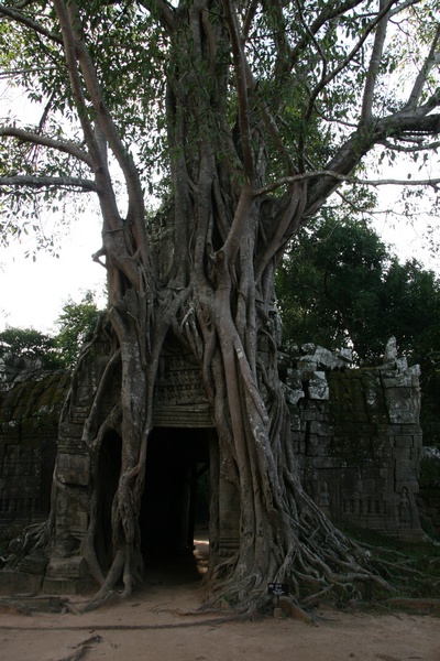 Strangler Fig