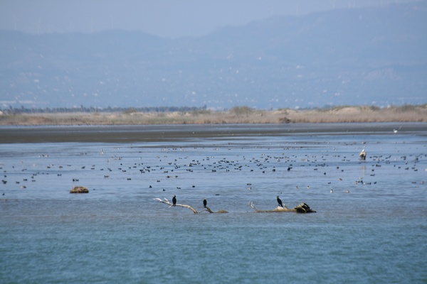 Desembocadura del Ebro