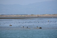 Desembocadura del Ebro