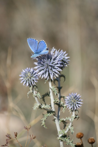 Azules