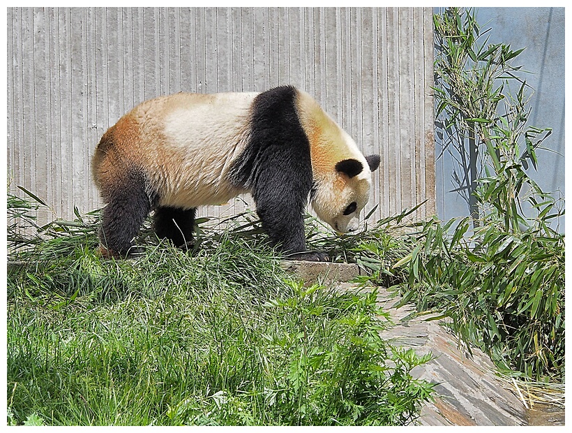 Wolong Panda Research Center