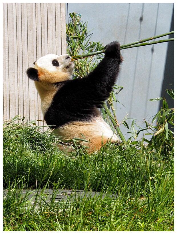 Giant Panda