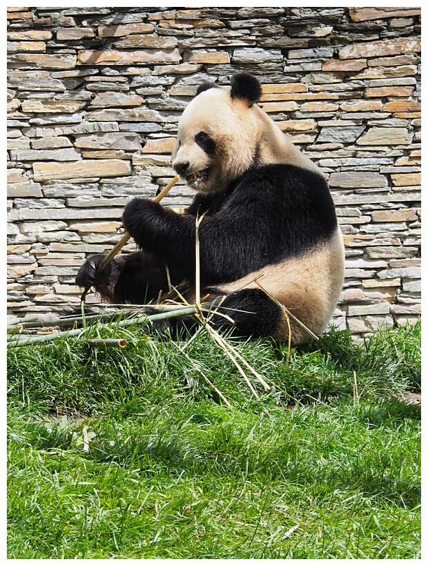 Giant Panda