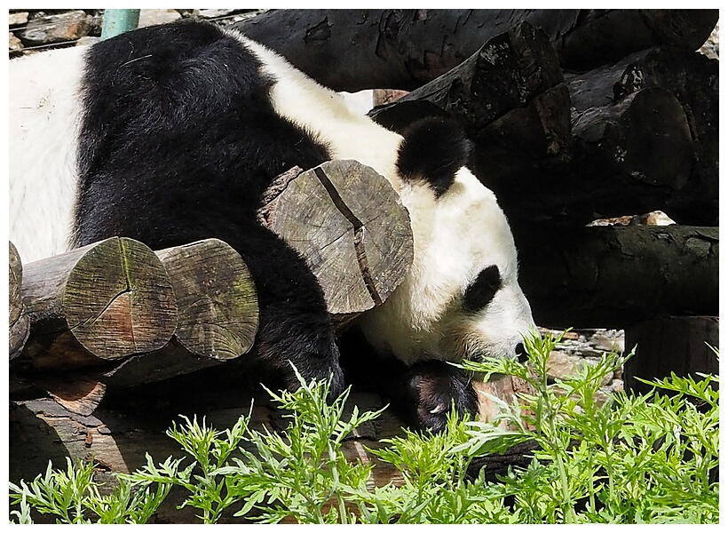 Wolong Panda Research Center