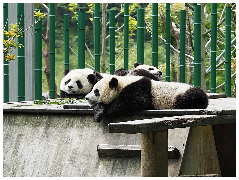 Wolong Panda Research Center