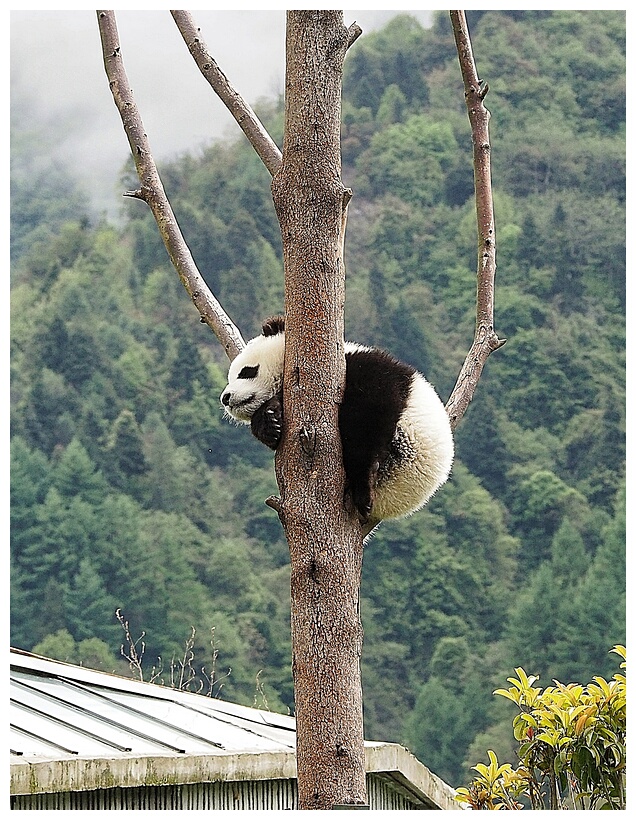 Wolong Panda Research Center