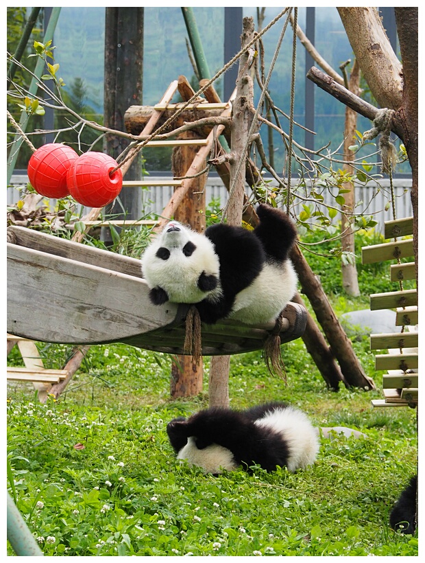 Wolong Panda Research Center