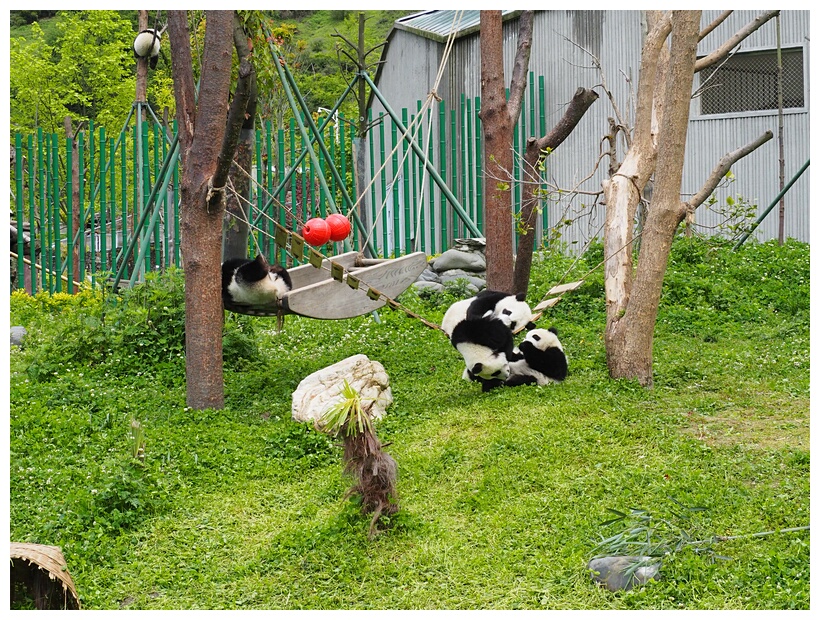 Wolong Panda Research Center