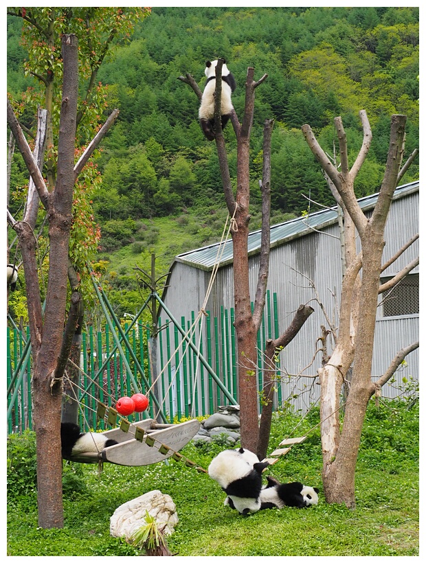 Wolong Panda Research Center