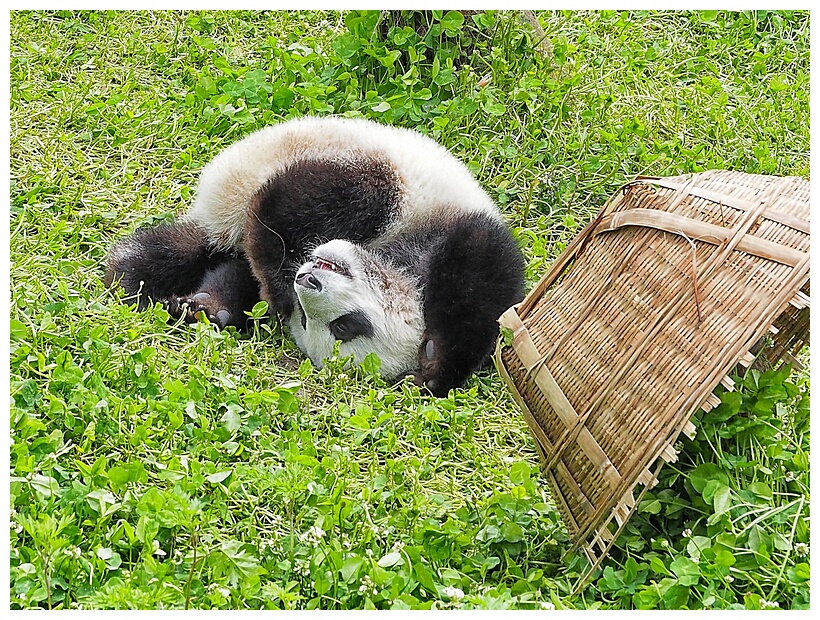 Wolong Panda Research Center