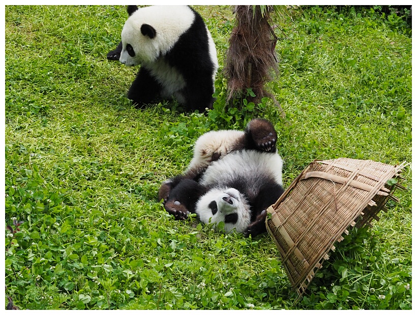 Wolong Panda Research Center