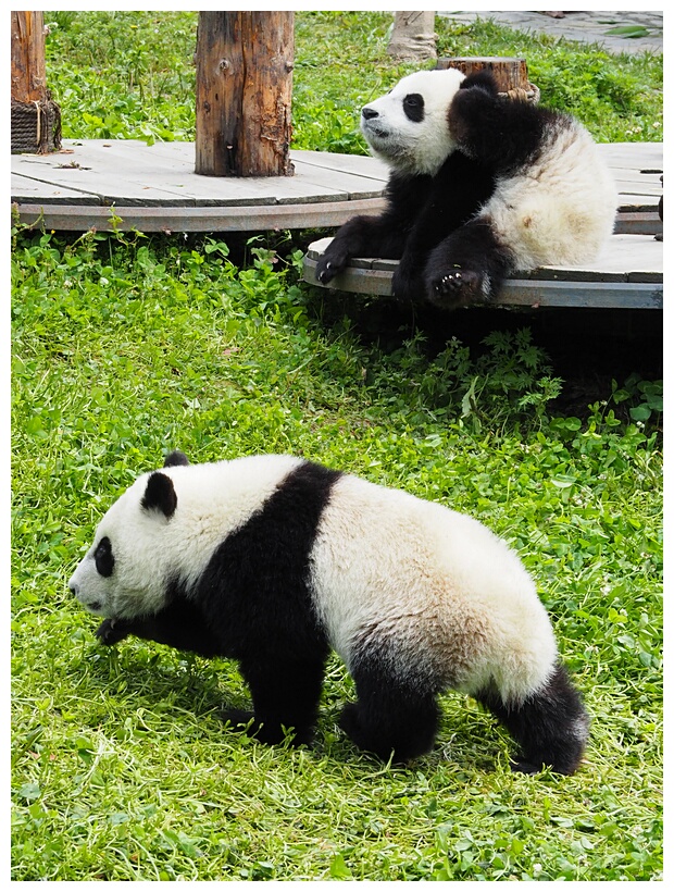 Wolong Panda Research Center