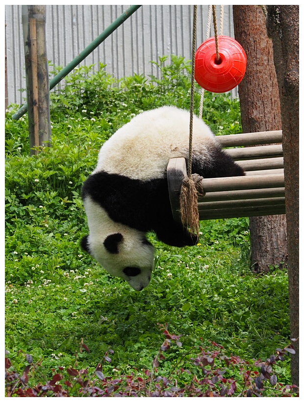 Wolong Panda Research Center