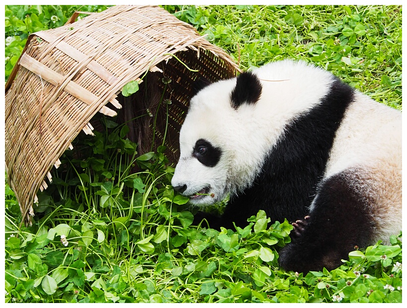 Giant Panda