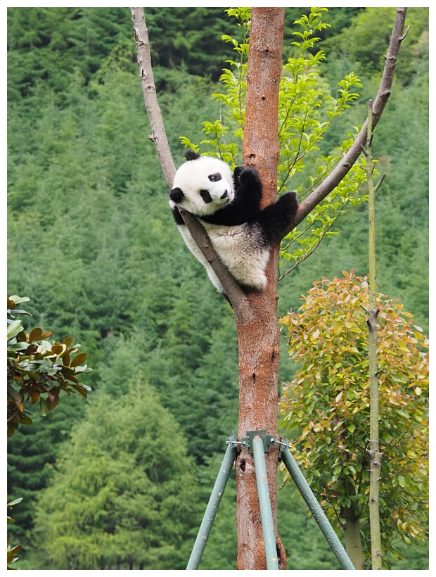 Wolong Panda Research Center