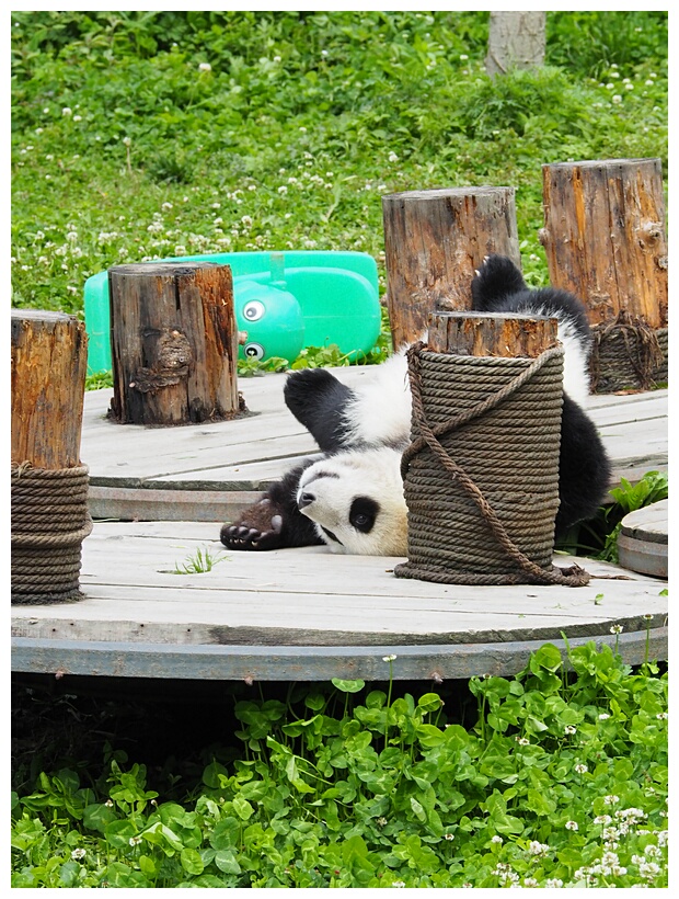 Wolong Panda Research Center