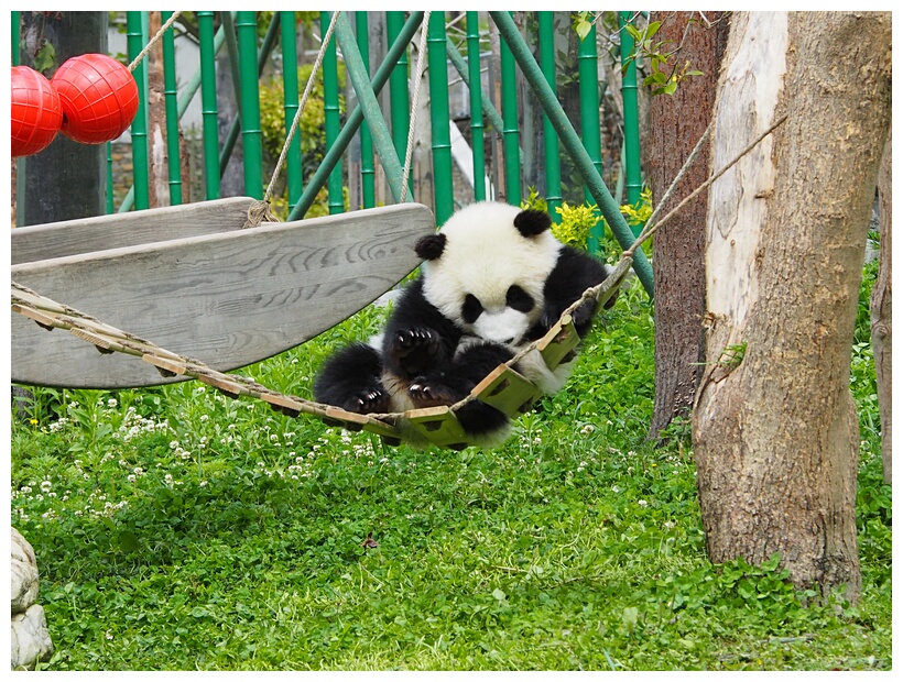 Wolong Panda Research Center